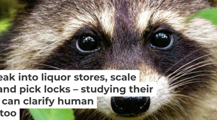 The moment you look away from those adorable eyes, these mischievous creatures will sneak out of your lab. Joshua J. Cotten/Unsplash, CC BY-SA